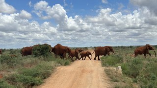 Safari sights on a TUI package holiday to Kenya