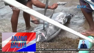 Dambuhalang Blue Marlin, nalambat | Unang Balita