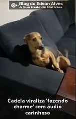 Cadela viraliza 'fazendo charme' com áudio carinhoso
