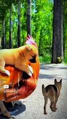 murge mujhe niche utaar.  मुर्गियाँ मुझे नीचे ले जाती हैं#youtubeshort #shortvideo #viral