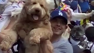 Baseball fans bring their dogs to dodger stadium