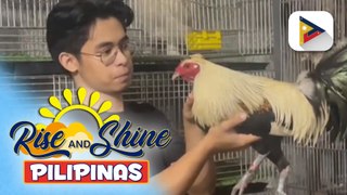 Paano ang tamang pag-aalaga ng fancy chickens?