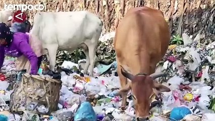 Waspadai Hewan Kurban Pemakan Sampah, Dagingnya Diindikasi Mengandung Timbal