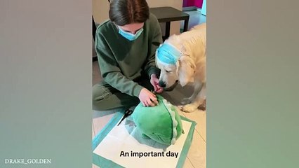 Funny Dogs And Cats Videos 2024  Best Funniest Animal Videos of May