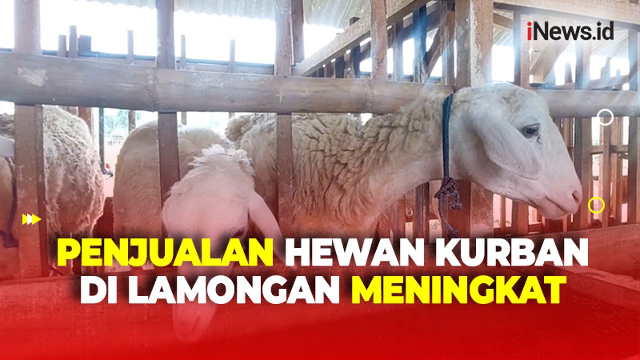 Jelang Idul Adha, Penjualan Hewan Kurban di Lamongan Meningkat