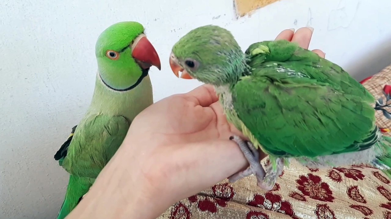 Ringneck Baby Parrot | Ringneck Indian Talking...