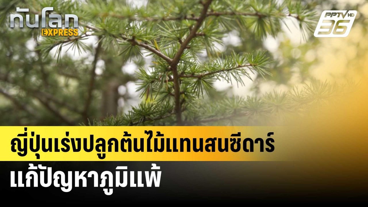 ญี่ปุ่นเร่งปลูกต้นไม้แทนสนซีดาร์ แก้ปัญหาภูมิแพ...