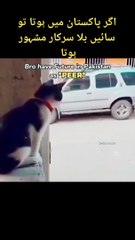 Cat  comedy cilp very fani