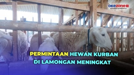 Jelang Iduladha, Permintaan Hewan Kurban di Lamongan Meningkat