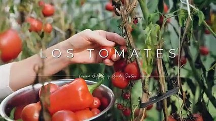 Los tomates - cultivo, cuidados y condejos prácticos