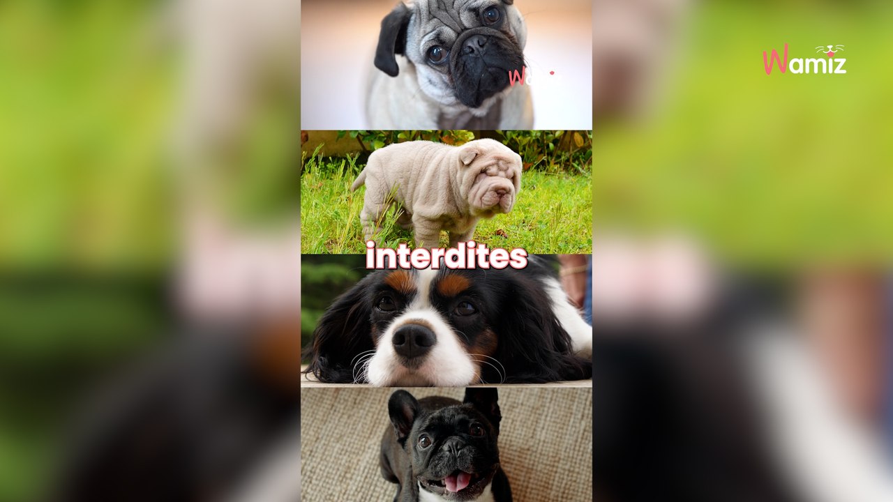 Selon une experte, certaines races de chiens doivent être recommencées à zéro pour éviter les problèmes de santé