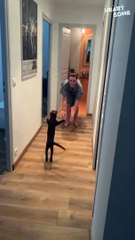 Cat LEAPS for Joyous Reunion with Owner