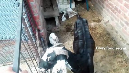 My first Vlog viral video افسوسناک واقعیا ہماری سفید بکری مر گیی Hareem ka mini Zoo 10M Views #zoo