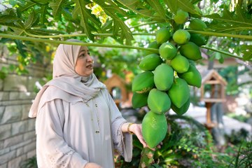 Dubai Resident Turns Home Garden into Award-Winning Oasis 🌿 - thumbnail