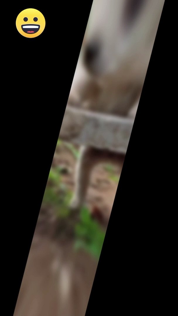 Funny*funny animals*funny animals video*comedy*