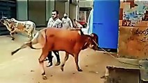 20 Funny Moments Of Qurbani Animals
