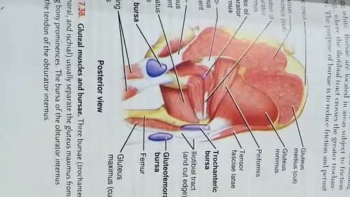 Popliteal region /anatomy lower limb