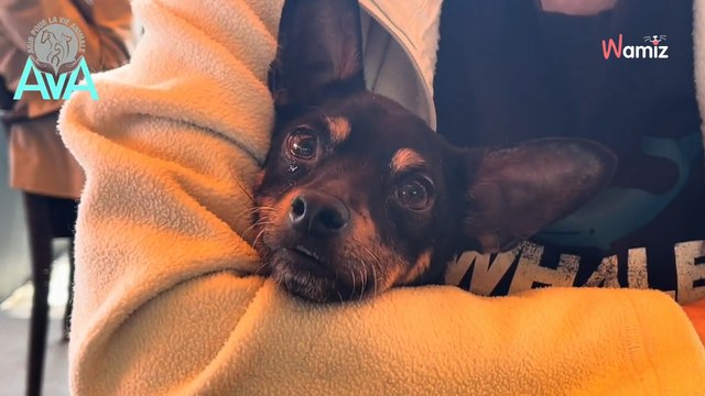 Née sans pattes avant et abandonnée dans un carton, cette petite chienne ne demande qu’à être heureuse