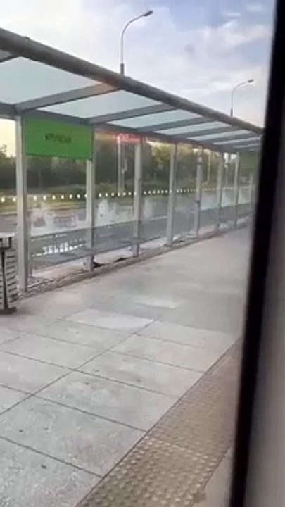 Łoś na ul. Bardzkiej we Wrocławiu