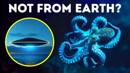 Octopuses Came From Outer Space, Scientists Suggest