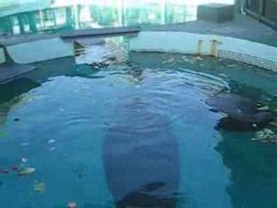 Miami_manatee_020208