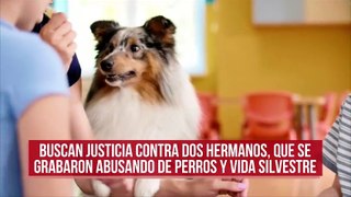 Buscan justicia contra dos hermanos, que se grabaron abusando de perros y vida silvestre