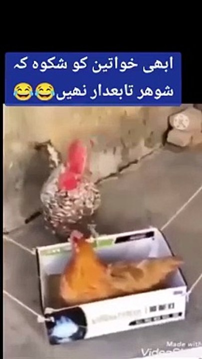 funny video