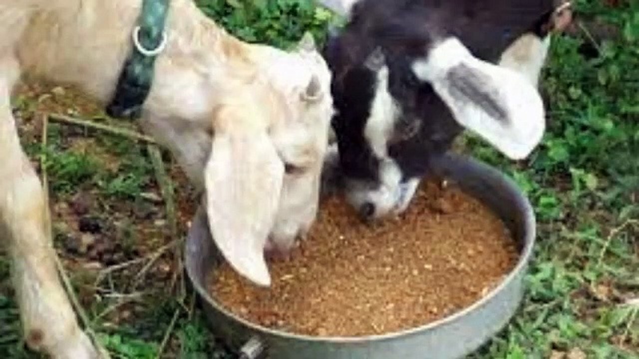 Goat_farmer_kailiay_Ahm_Malomat_New_Malik_Goat_farm_Goat_farming_Pakistan(360p)