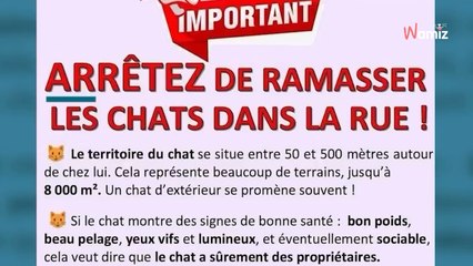  Comment distinguer un chat errant d’un chat simplement en balade ? 