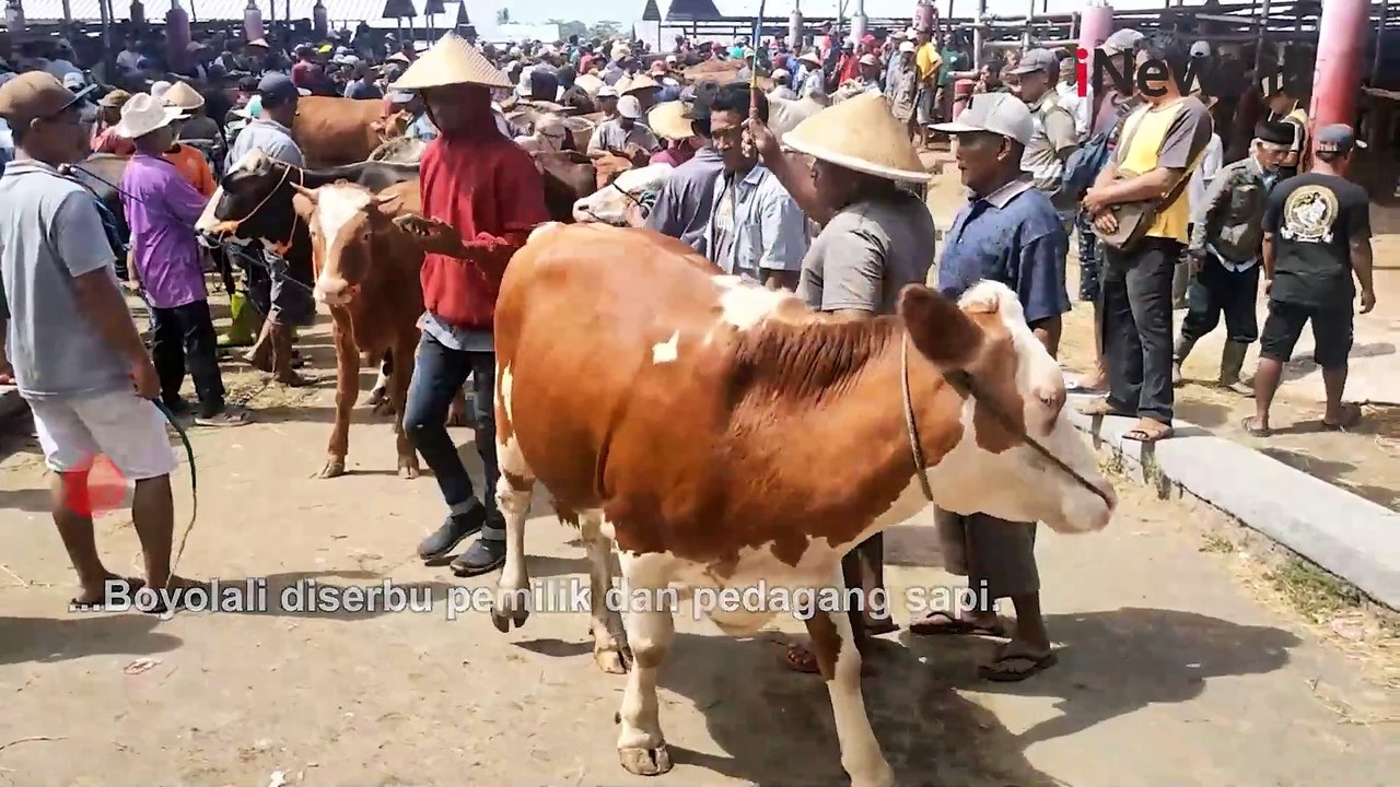 Ada Jasa Cuci Sapi di Pasar Hewan Boyolali, Dipercaya Mampu Menaikkan Harga Jual