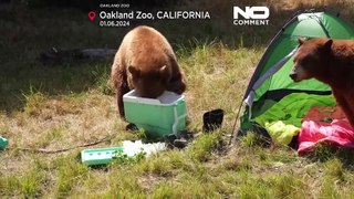 NO COMMENT: Un pícnic exclusivo para osos con carácter pedagógico