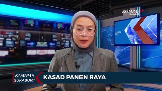 Panen Raya Jagung Dan Singkong Di Lahan Ketahanan Pangan Kostrad