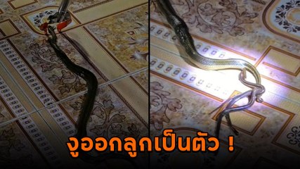 ขนลุกซู่ ! สาวแชร์เจองูออกลูกเป็นตัว เลื้อยโชว์ยั้วเยี้ยในบ้าน