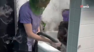 Il video della toelettatrice alle prese con un Husky lascia milioni di persone senza parole