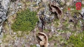 Rize’de yemek arayan boz ayılar drone ile görüntülendi