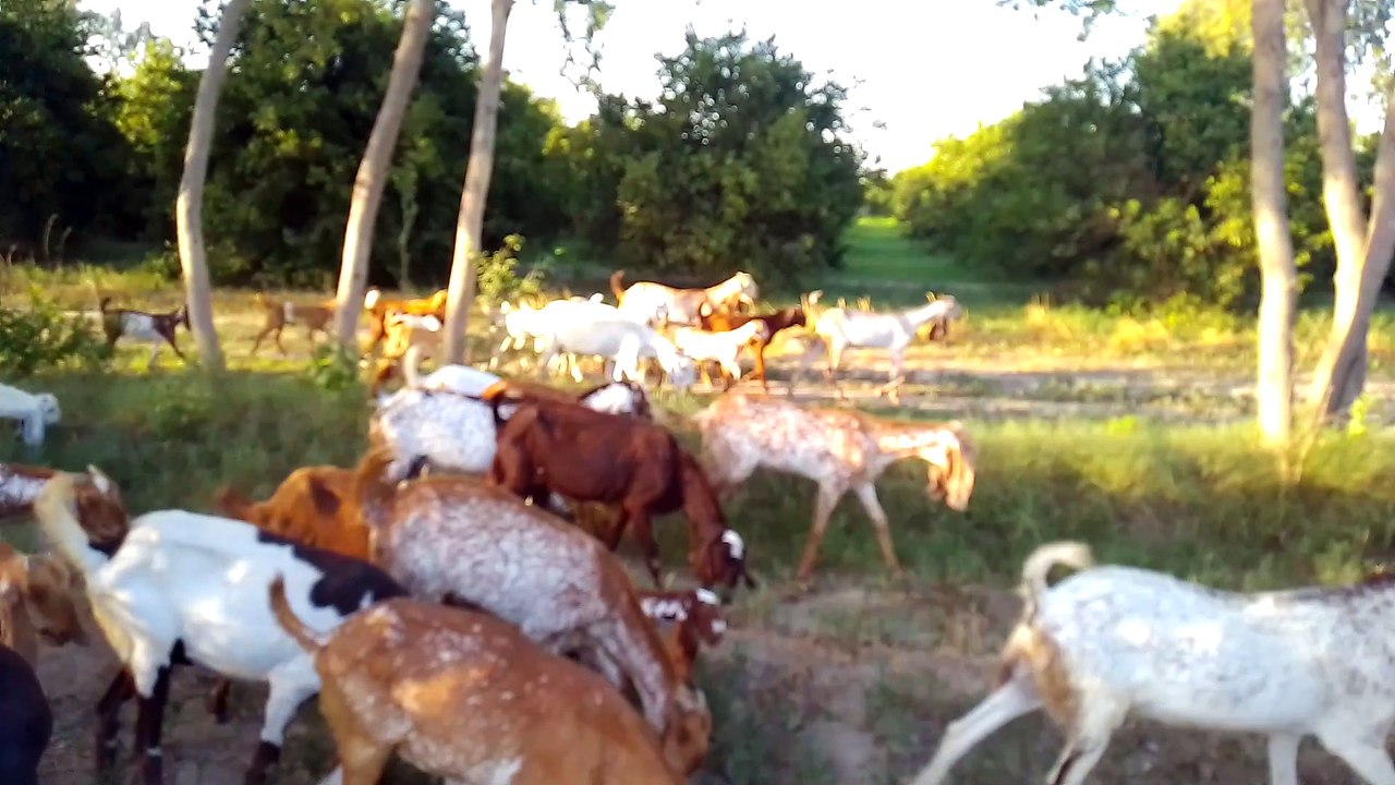 Goats charaiiii time ,