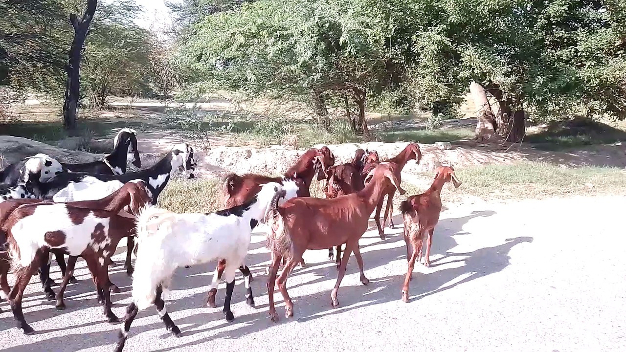 Goats grazing,new Malik goat farm ,goat farming in Pakistan
