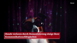 Hunde verloren durch Domestizierung einige ihrer Kommunikationsfähigkeiten