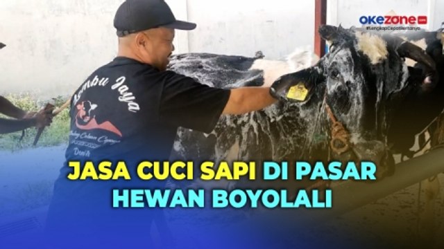 Jelang Idul Adha, Jasa Cuci Sapi di Pasar Hewan Boyolali Diserbu Pedagang