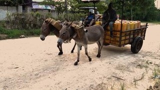 Tanzania: Using donkeys to deliver water in Dar es Salaam