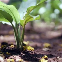 Let this World Environment Day serve as a lucky springboard for making the earth happier and healthier