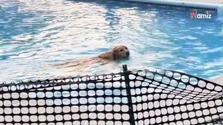 « Excuse-moi » : dans son jardin, son Golden Retriever a une attitude qui va faire rire plus de 2M d’internautes