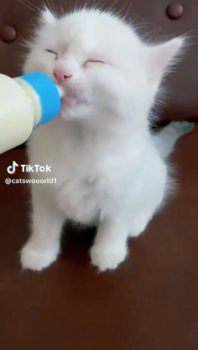 Cat video