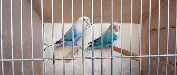 Healthy Birds