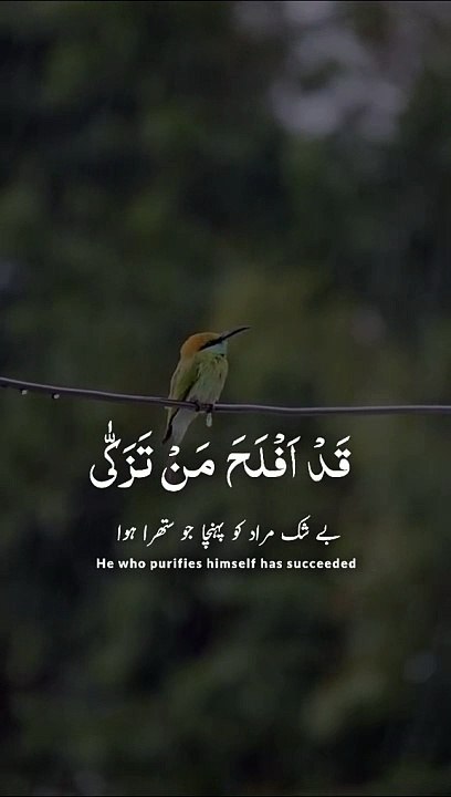 Abdul Rahman Masood