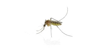 Invasion de mouches et de moustiques en vue cet été en Belgique