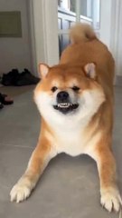 Funny_Dog_moment___#animal_#funnyvideo_#adventure_#pets_#doglovers_#dog(720p)