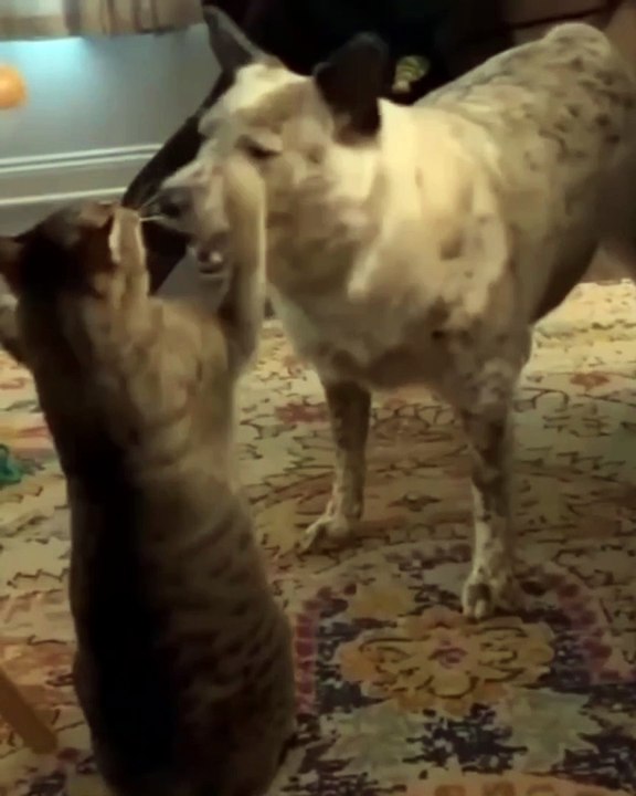 Dog Sparta