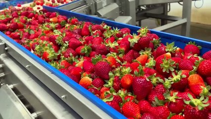 How Strawberry Jam Is Made In Factory | Strawberry Jam Factory Process