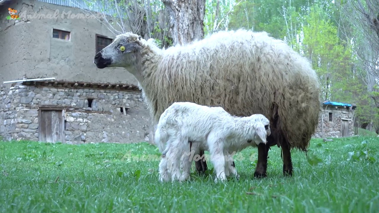 Spot the cutest animals on the planet: rabbits, pigs, monkeys, ducklings